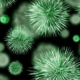 bacteria