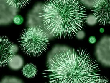 bacteria