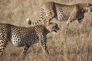 Cheetahs and Genesis_02