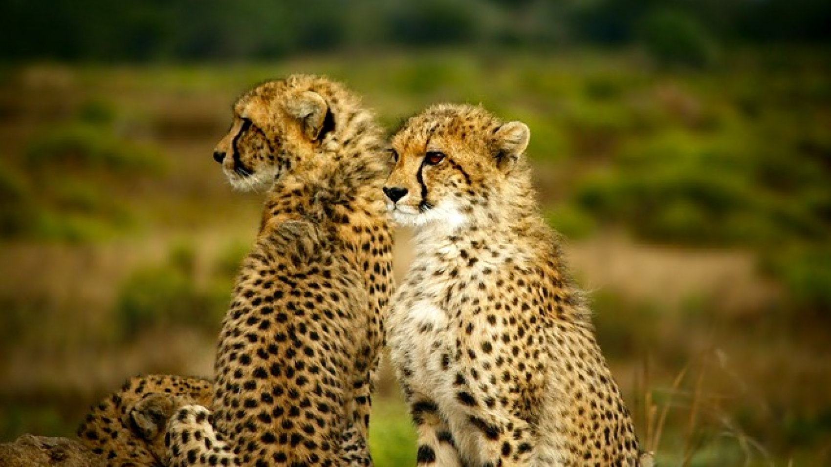 cheetahs-1900660_640