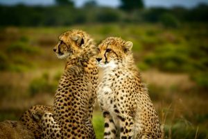 Cheetahs and Genesis_01