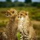 cheetahs-1900660_640